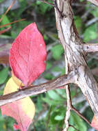 Image of Highbush blueberry