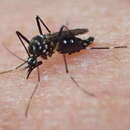Sivun Aedes poweri (Theobald 1905) kuva