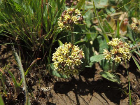 Image of Xysmalobium prunelloides Turcz.