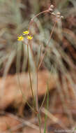 Image of Golden star-drops