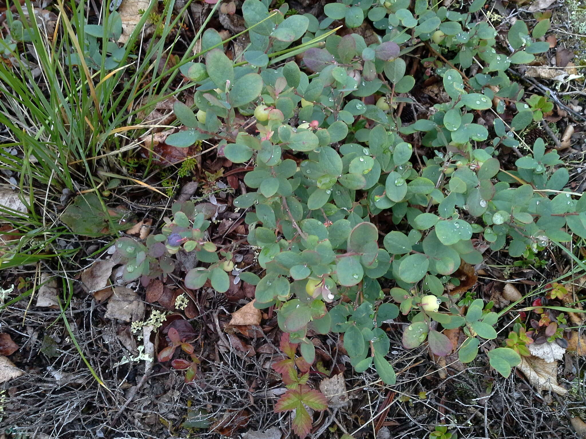 Vaccinium uliginosum subsp. microphyllum Lange的圖片