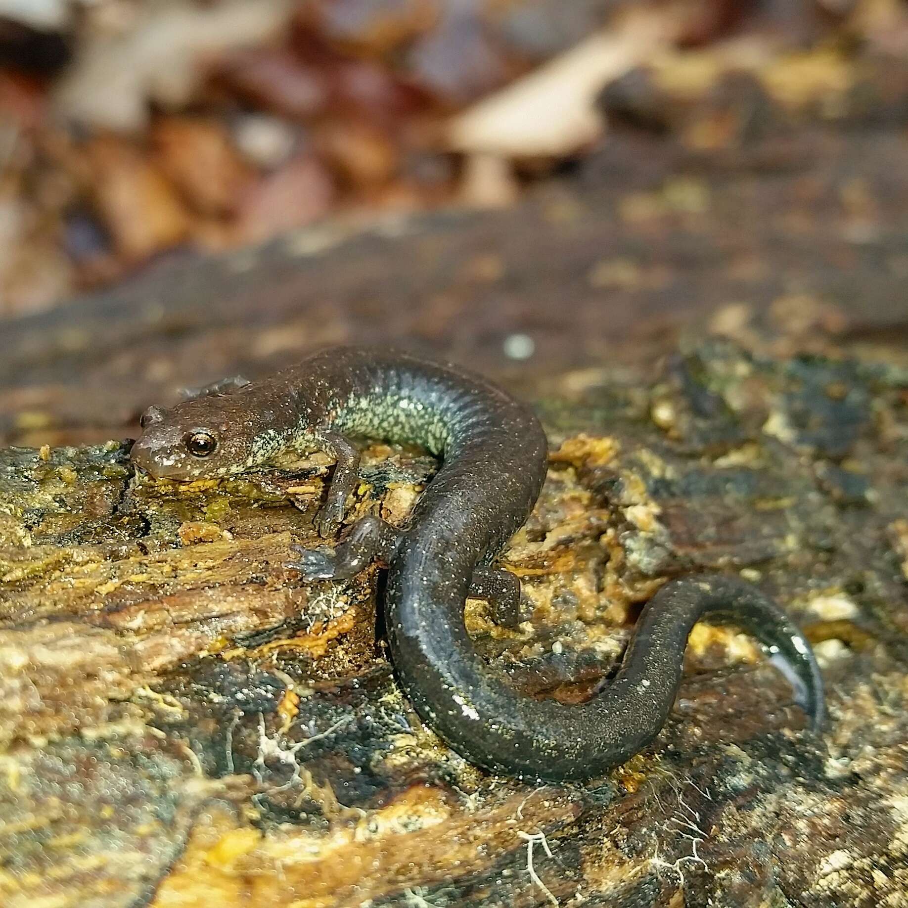 Sivun Plethodon richmondi Netting & Mittleman 1938 kuva