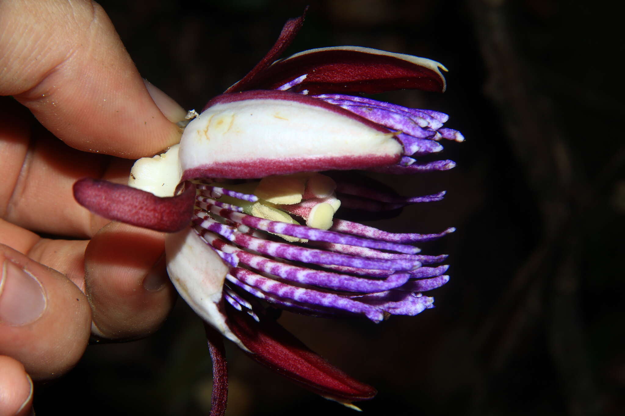 Passiflora ambigua Hemsl. ex Hook. fil. resmi