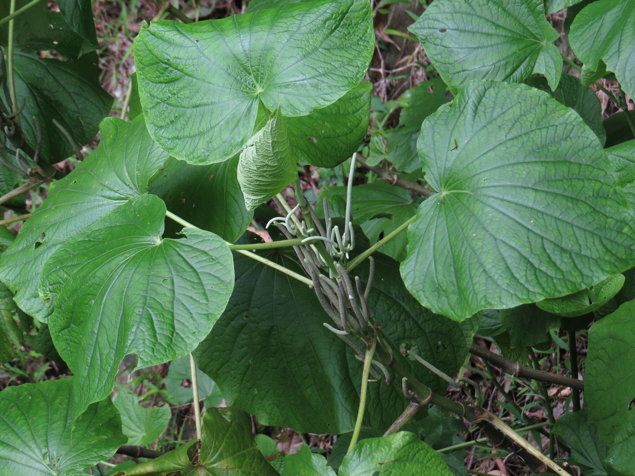 Image of Wild pepper