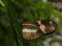 Image de Heliconius telesiphe Doubleday (1847)