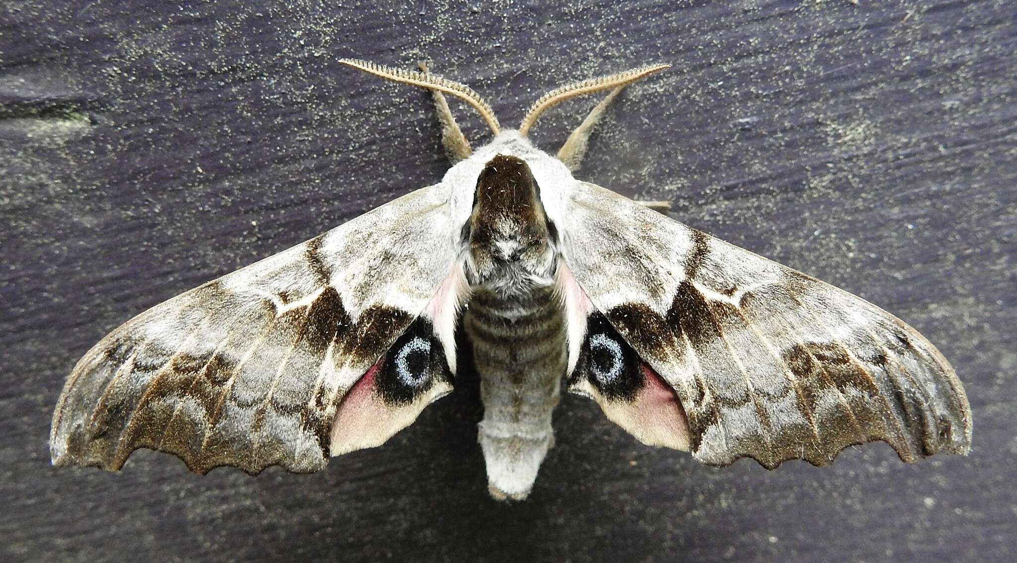 Image of One-eyed Sphinx, Eyed Hawk-moth