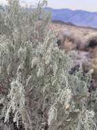 صورة Artemisia tridentata subsp. parishii (A. Gray) H. M. Hall & Clem.