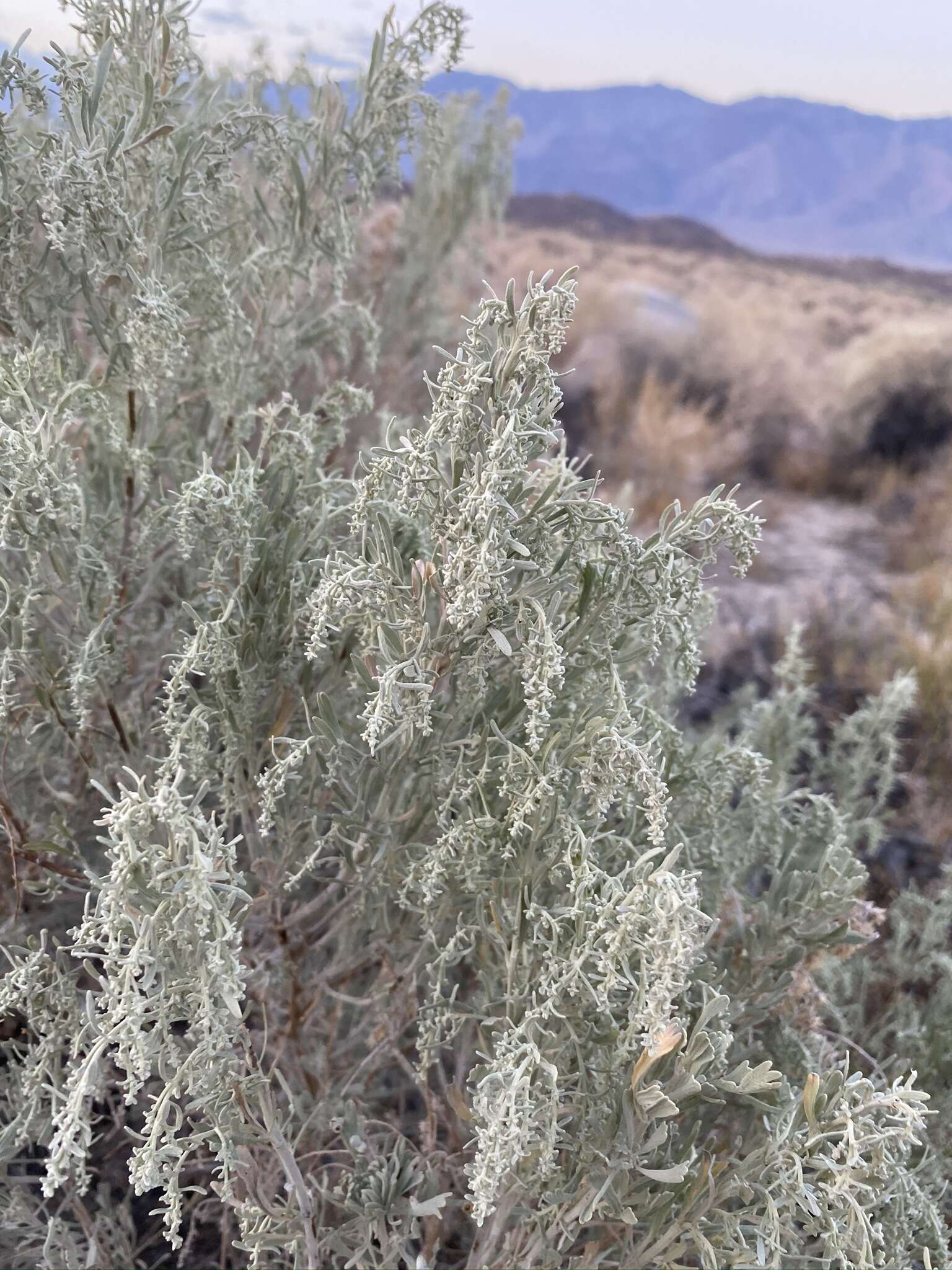 Imagem de Artemisia tridentata subsp. parishii (A. Gray) H. M. Hall & Clem.