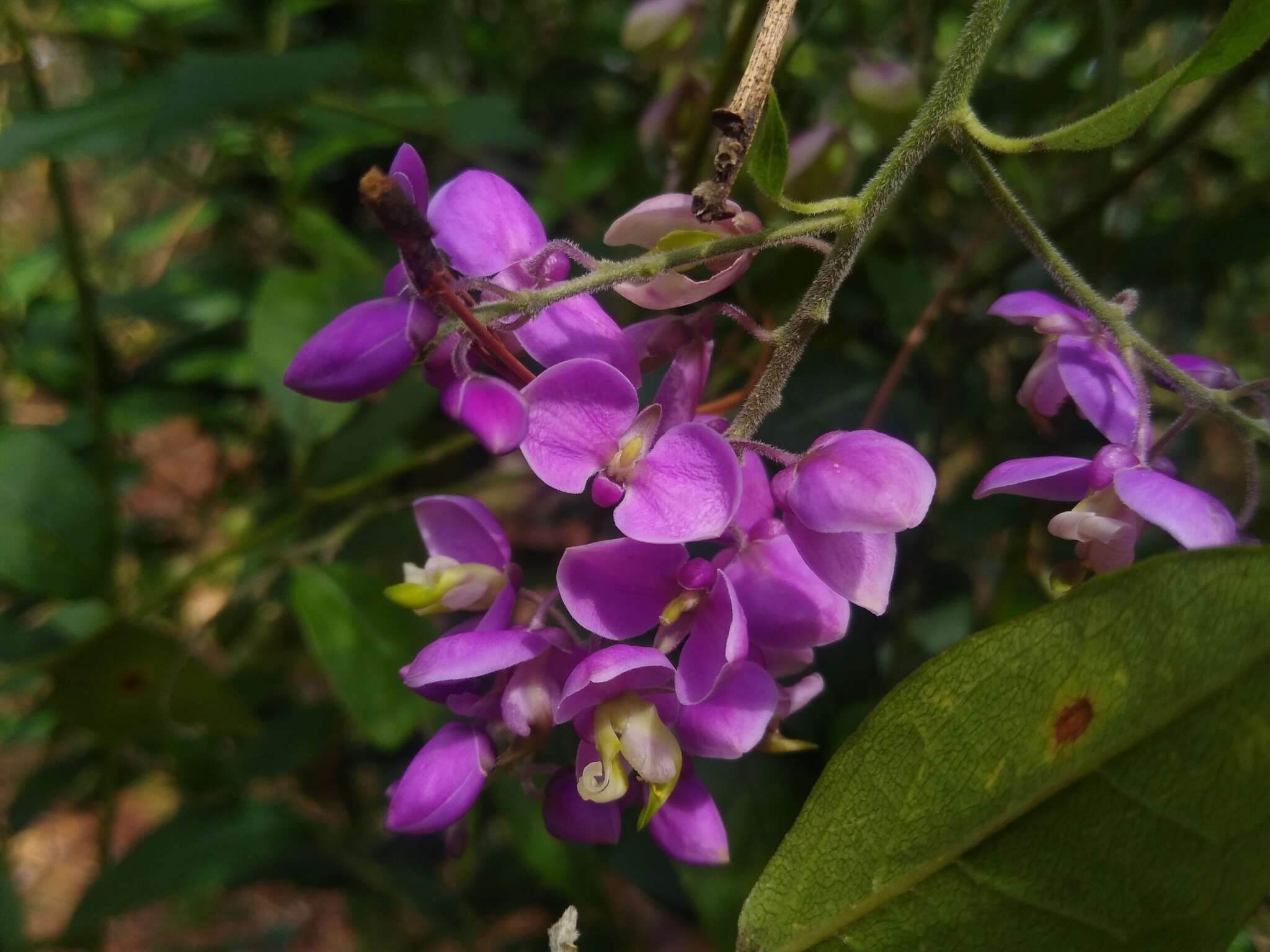 Image of Asemeia floribunda (Benth.) J. F. B. Pastore & J. R. Abbott