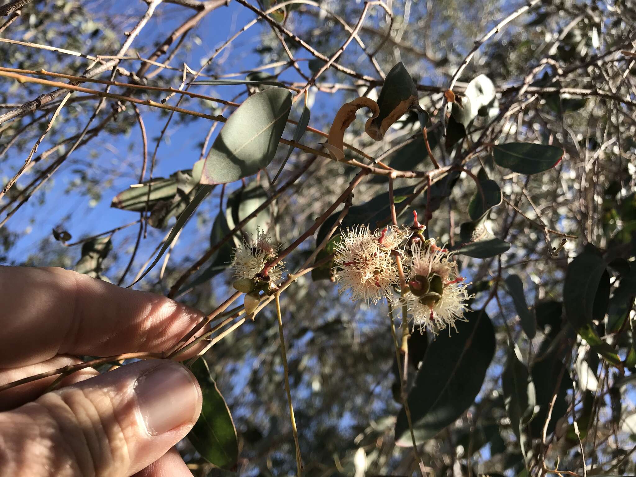 Image of Gall wasp