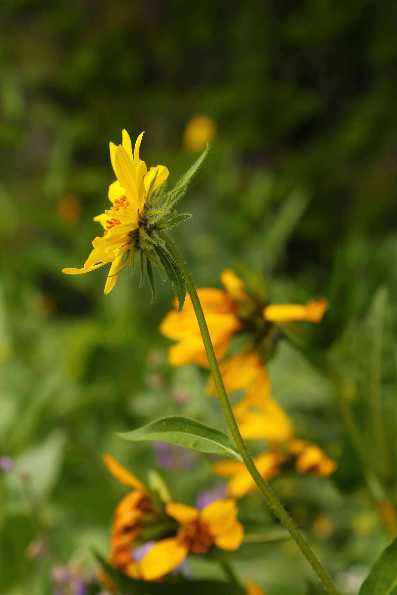 Image of Cusick's sunflower