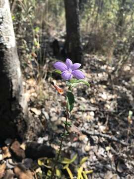 Image of Barleria crassa C. B. Cl.