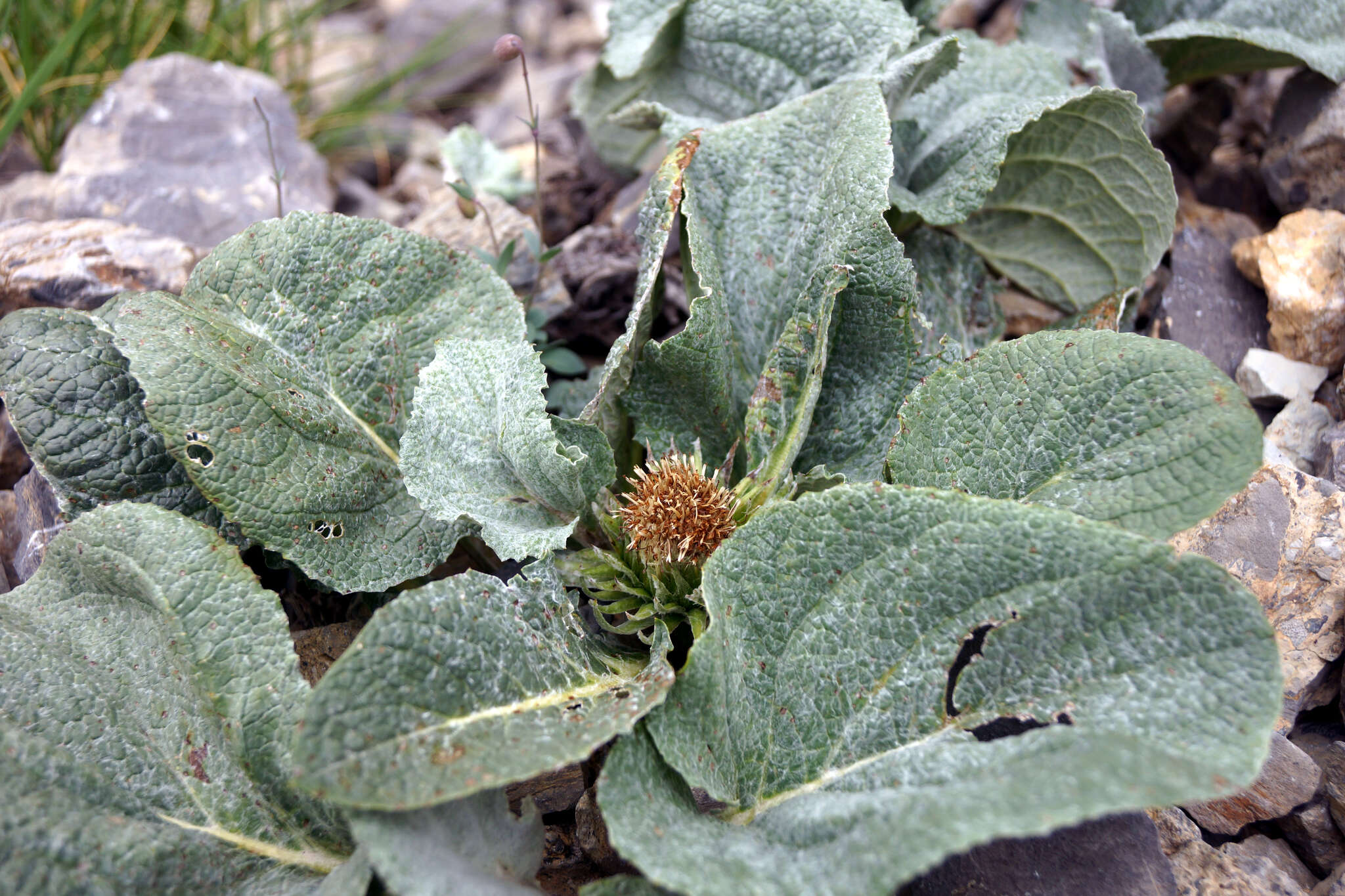 Image of Berardia lanuginosa (Lam.) Fiori & Paol.