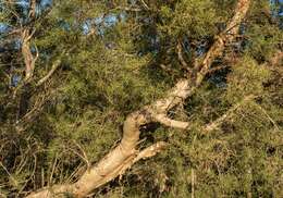 Image of Melaleuca nodosa (Gaertn.) Sm.