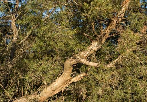 Sivun Melaleuca nodosa (Gaertn.) Sm. kuva