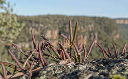 Imagem de Dendrobium striolatum Rchb. fil.