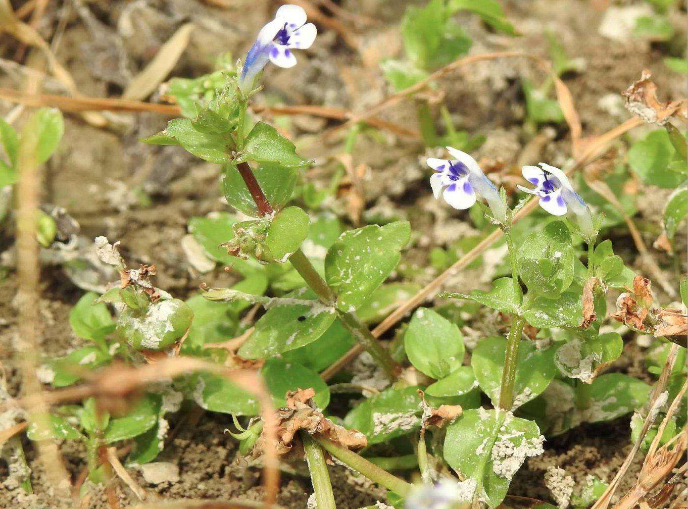 Image of Lindernia rotundifolia (L.) Alston