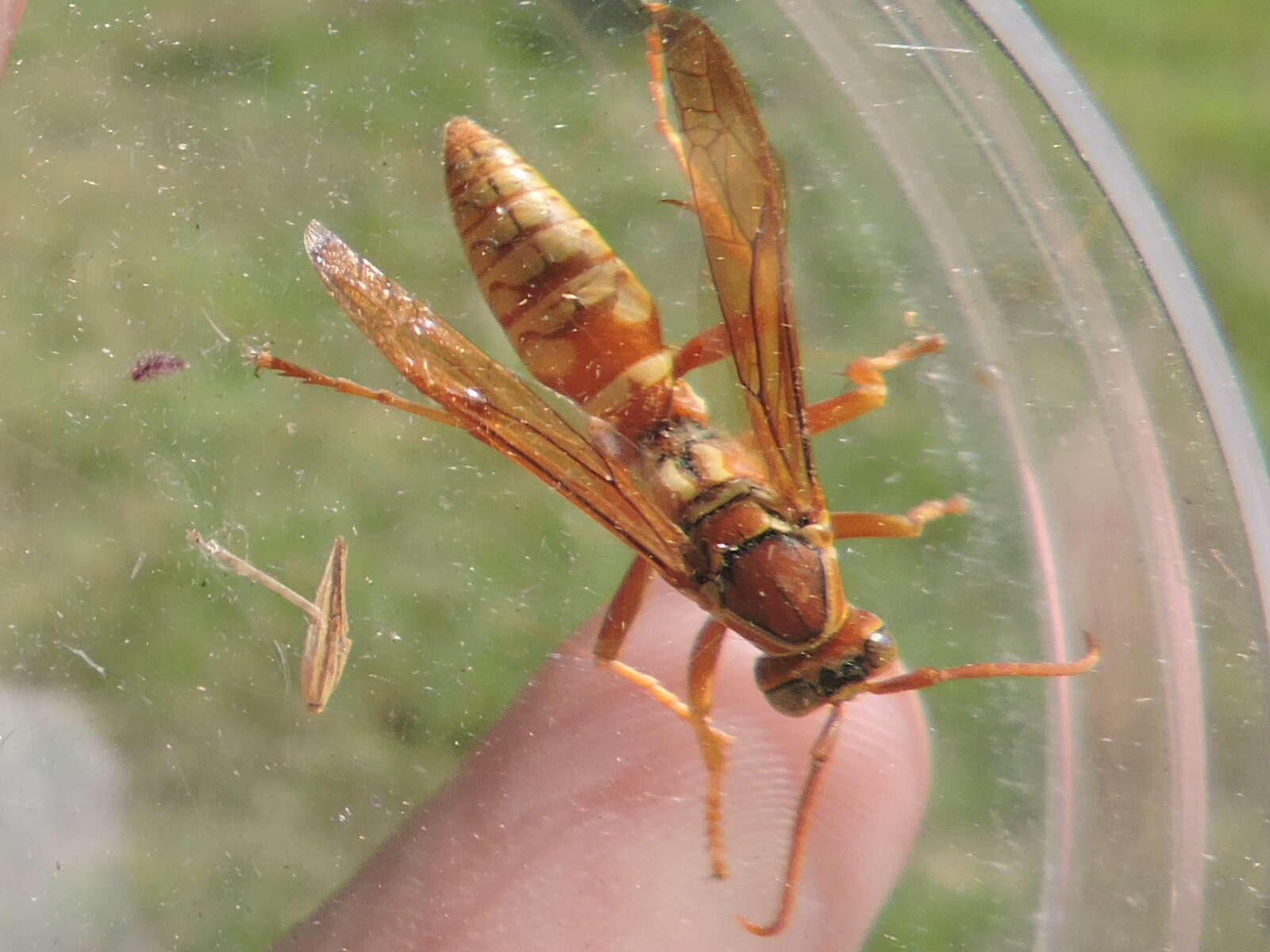 Image de Polistes apachus de Saussure 1857