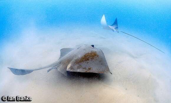 Image of Broad cowtail ray