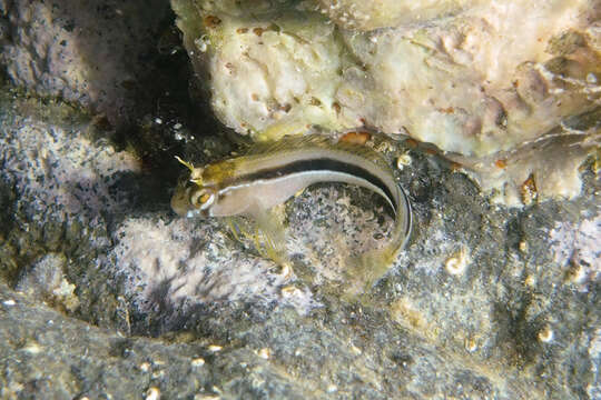 Image of Crested Blenny