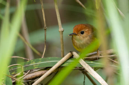 Image of Rufous-headed Tailorbird