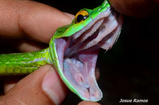 Image of Leptophis ahaetulla praestans (Cope 1868)