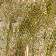 Image of Austrostipa nitida (Summerh. & C. E. Hubb.) S. W. L. Jacobs & J. Everett