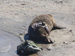 Image of Pacific harbor seal