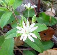 Image of star chickweed