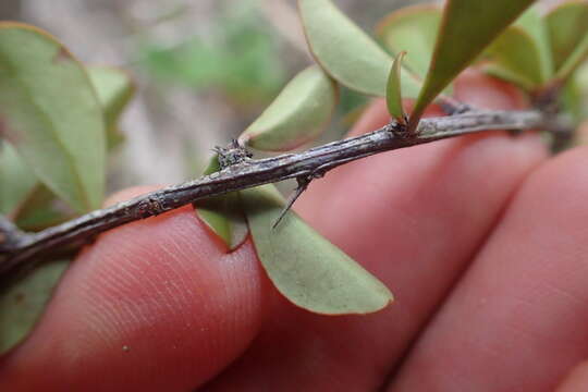 Image of Putterlickia pyracantha (L.) Szyszylowicz