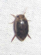 Laccophilus quadrilineatus quadrilineatus Horn 1871 resmi