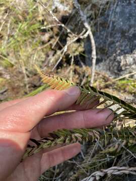 Image of narrowleaf swordfern