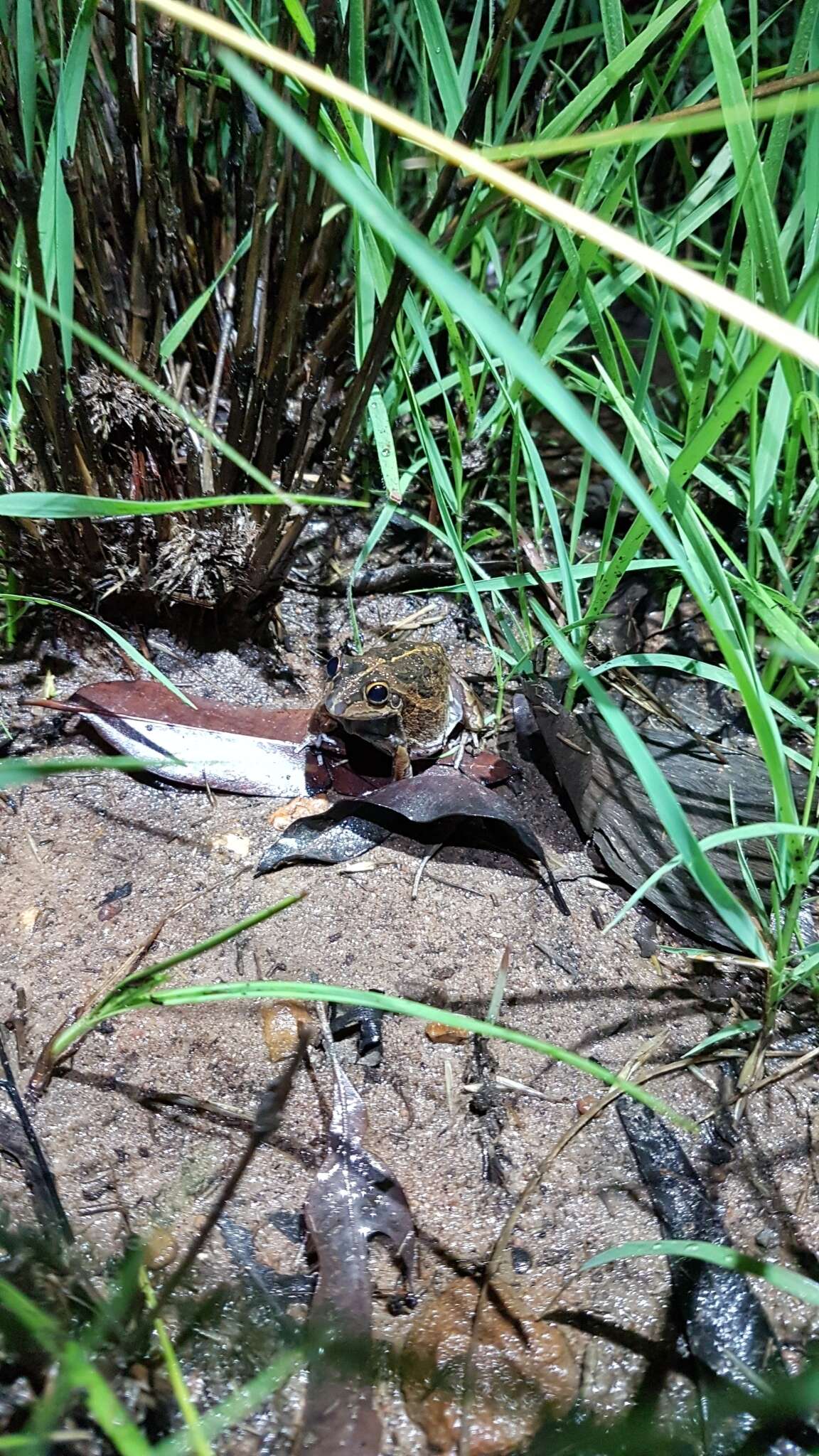 Image of Long-footed Frog