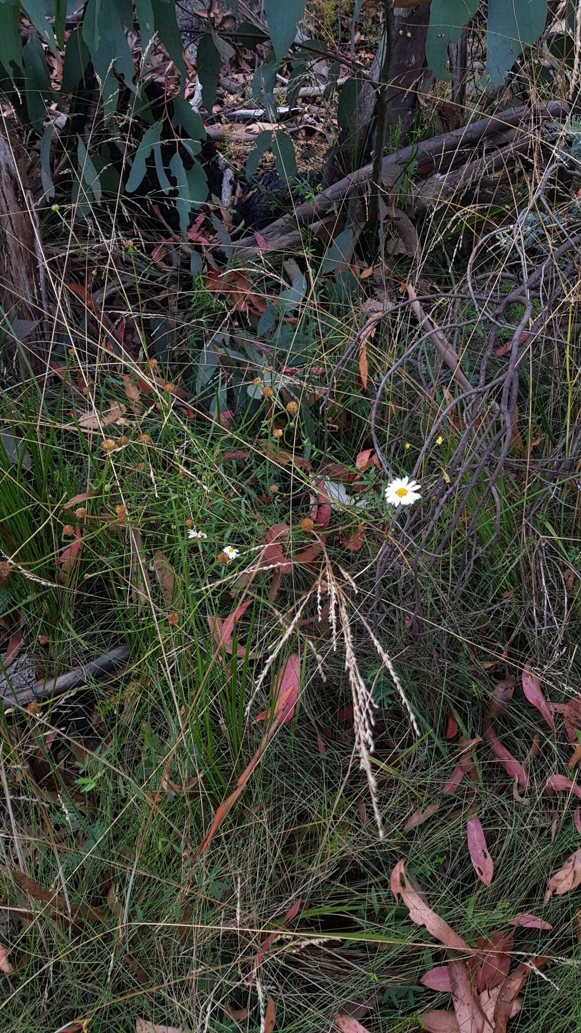 Image of Brachyscome aculeata (Labill.) Less.