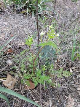 Image of hairyfruit chervil