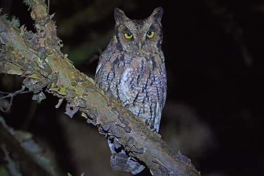 Image of Long-tufted Screech Owl