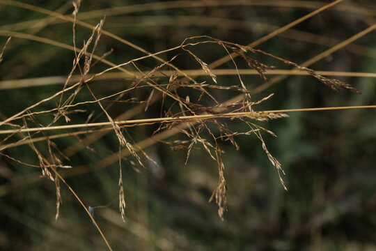 Imagem de Agrostis canina L.