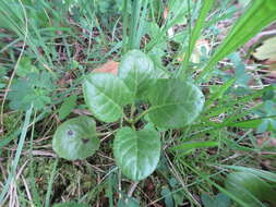 Imagem de Pyrola rotundifolia subsp. rotundifolia