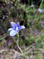 Image of Veined sun orchid