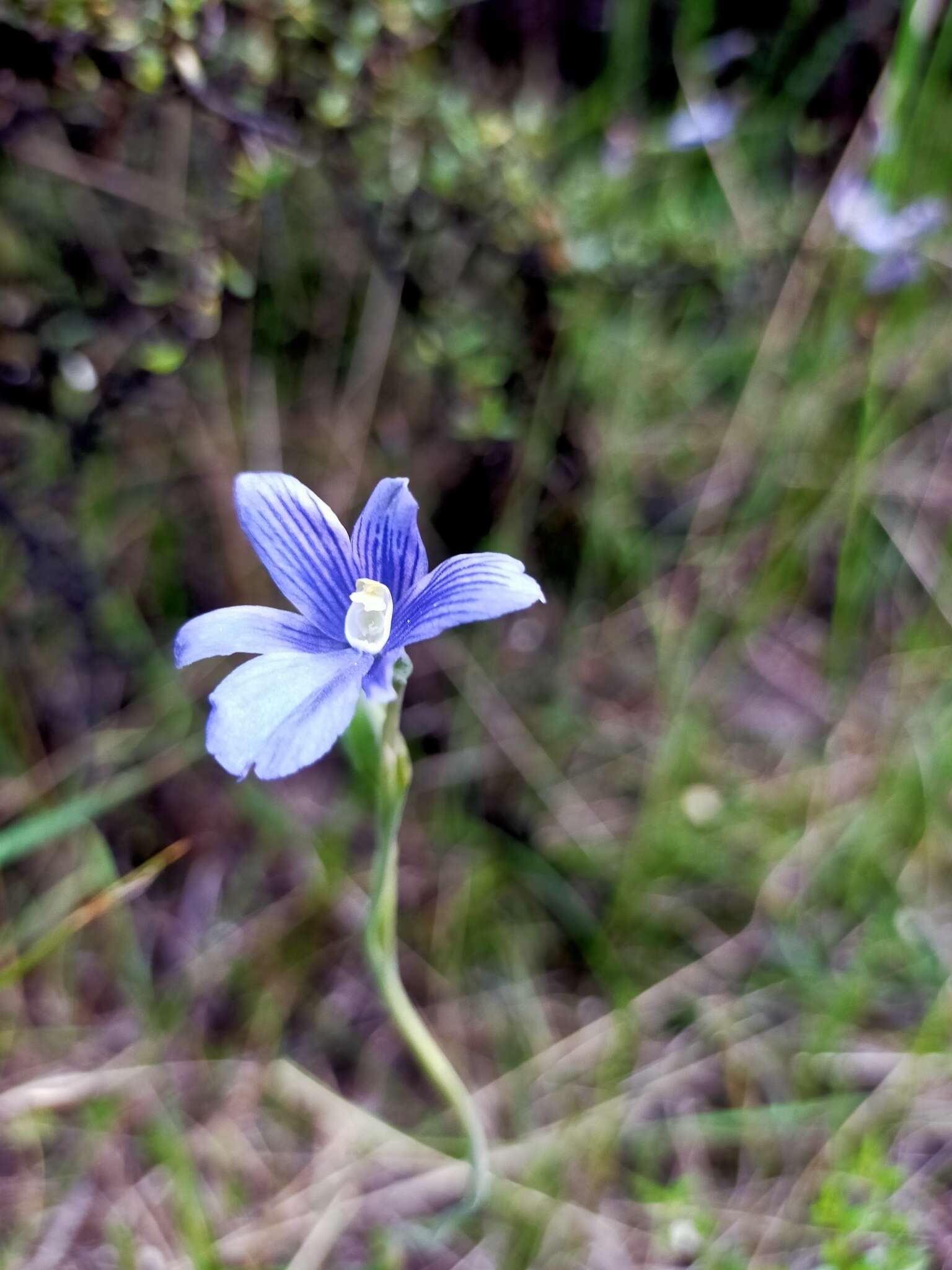 Image of Veined sun orchid