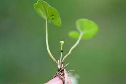 Imagem de Dichondra sericea Sw.