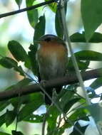 Image of Rufous Gnateater