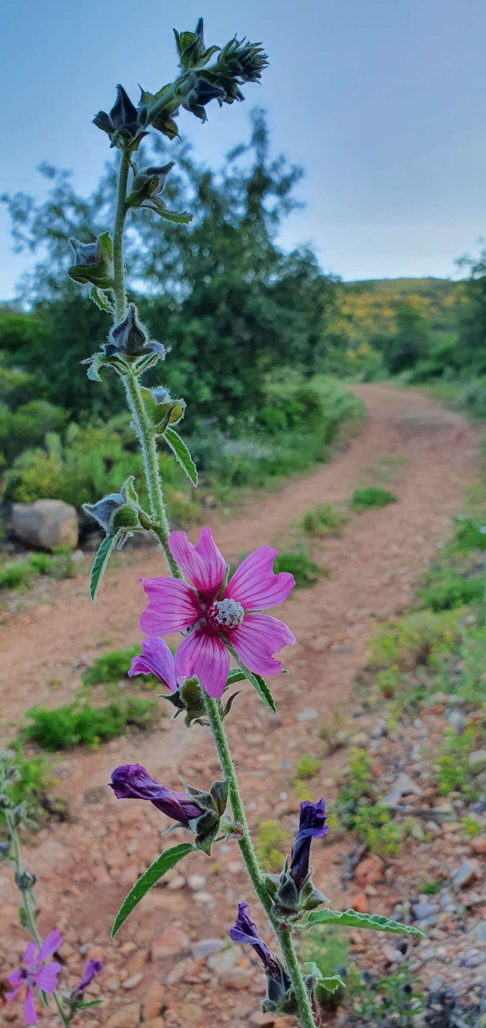 Image of Malva olbia (L.) Alef.