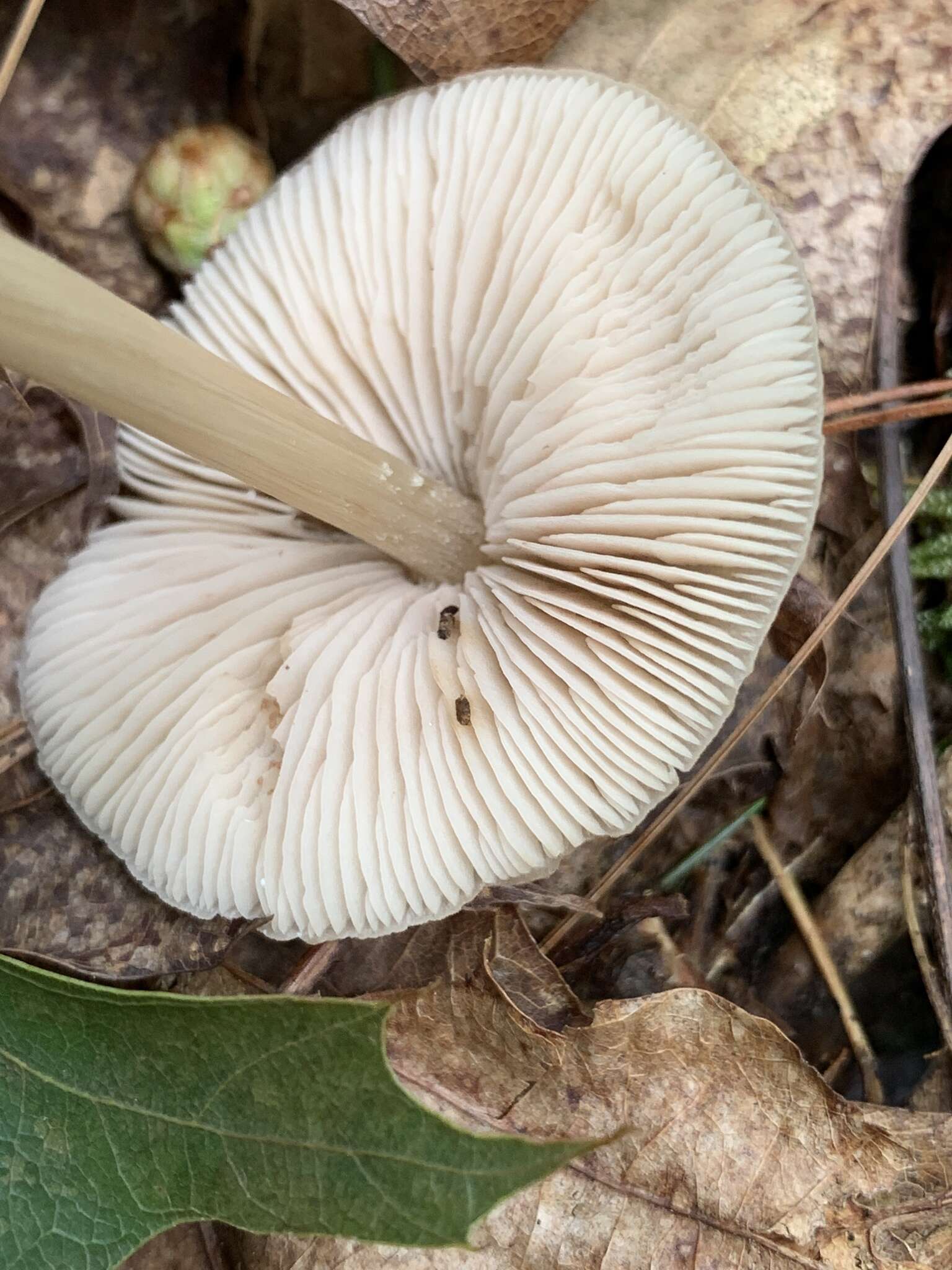 Image of Entoloma strictius (Peck) Sacc. 1887