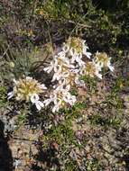 Image of Stylidium crossocephalum F. Müll.