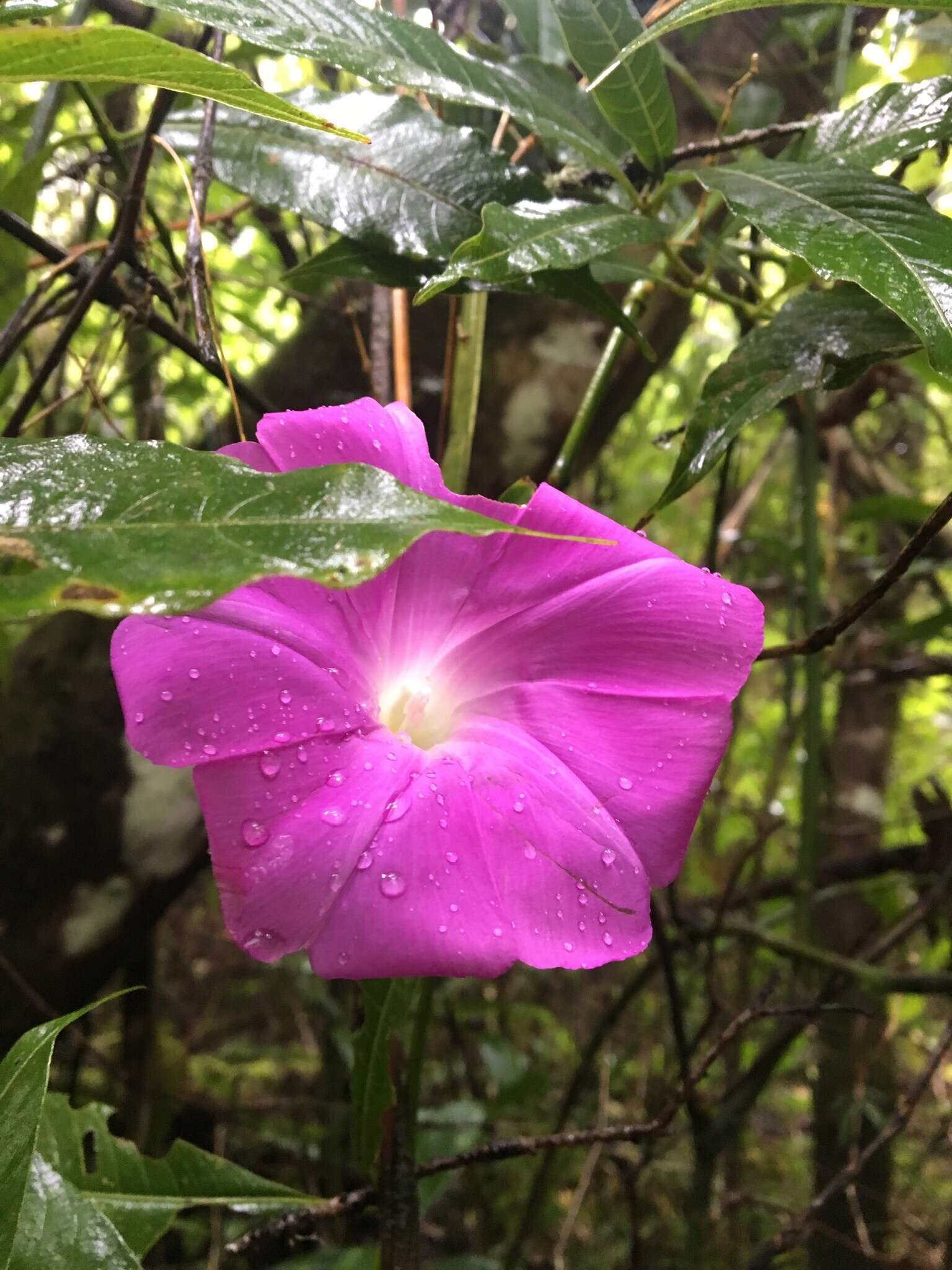 Plancia ëd Ipomoea silvicola House