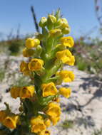 Image of Corycium crispum (Thunb.) Sw.