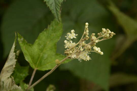 Image of Filipendula vestita (Wall. ex G. Don) Maxim.