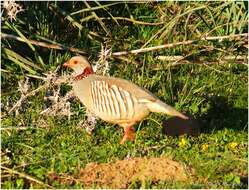 Image of Barbary Partridge