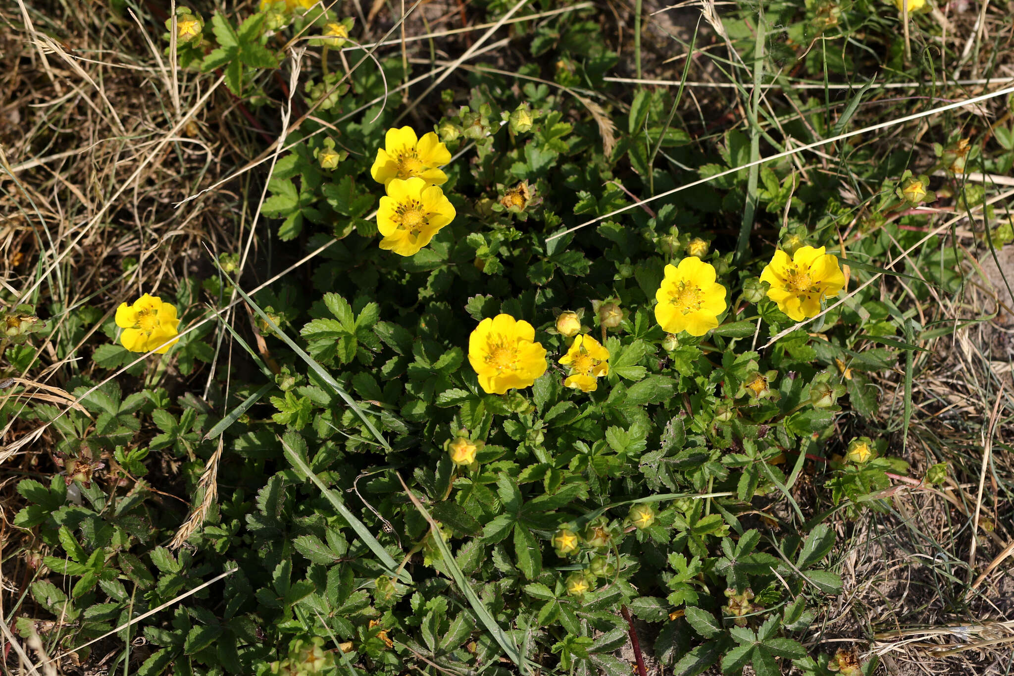 Image de Potentille rampante